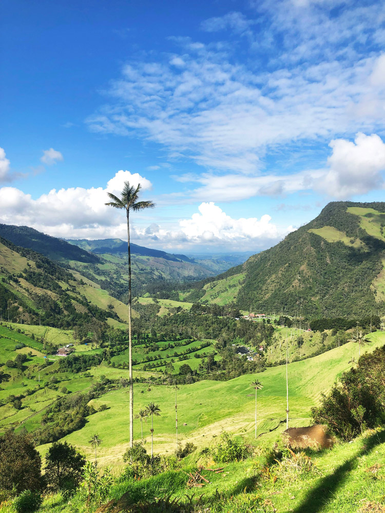 The higest Palm trees of the world growing in Colombia 